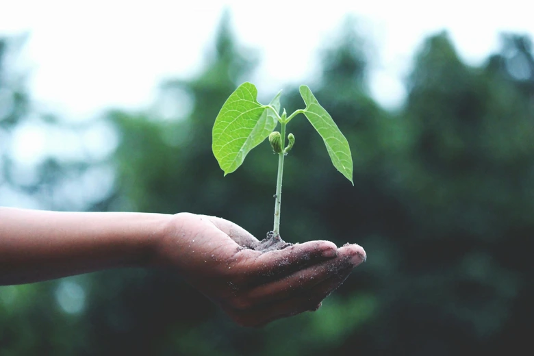 planting